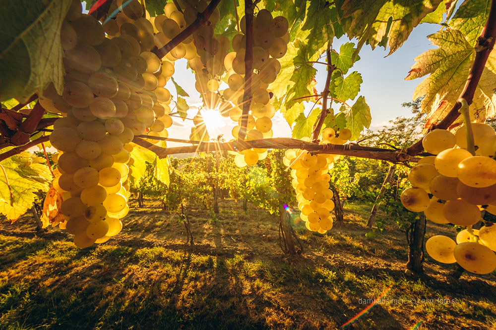 rebula v vinogradu v Brdih